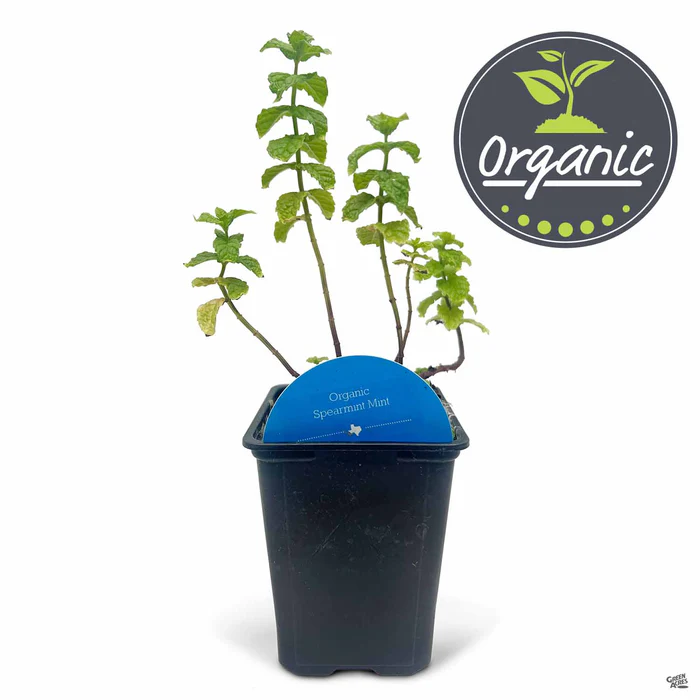 1733-mint-spearmint-organic-2.webp Mint 'Spearmint', Organic
