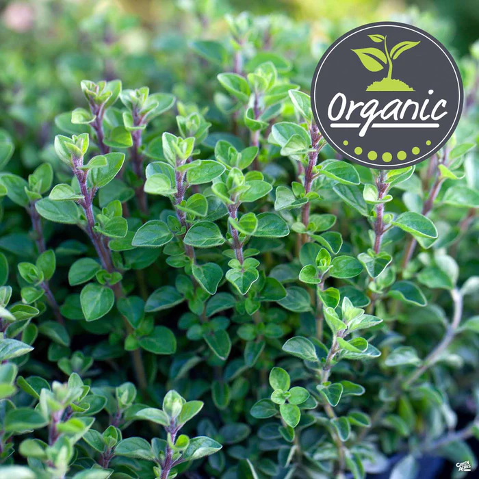 1736-oregano-italian-organic-1.webp Oregano 'Italian' Organic