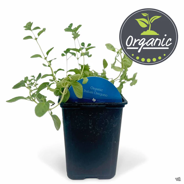 1736-oregano-italian-organic-2.webp Oregano 'Italian' Organic