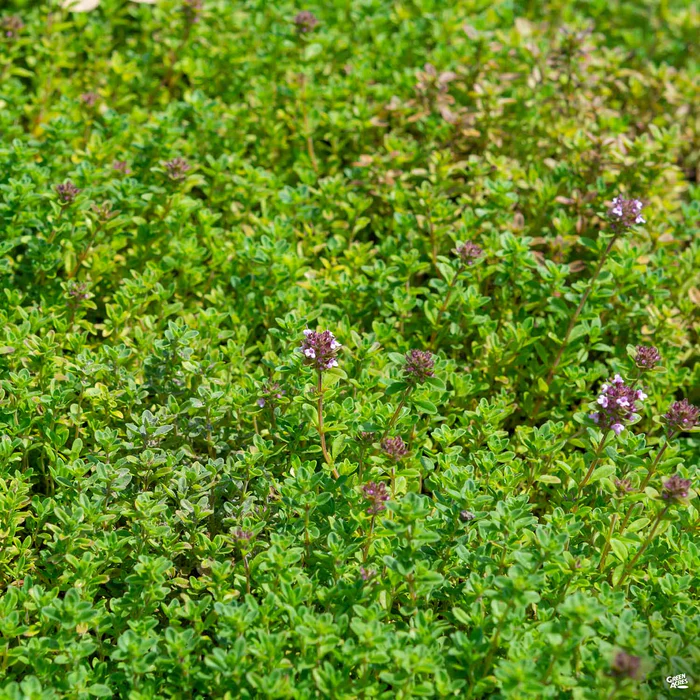 1737-thyme-english-1.webp Thyme 'English'