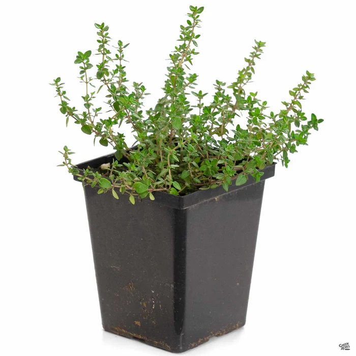 1737-thyme-english-2.webp Thyme 'English'