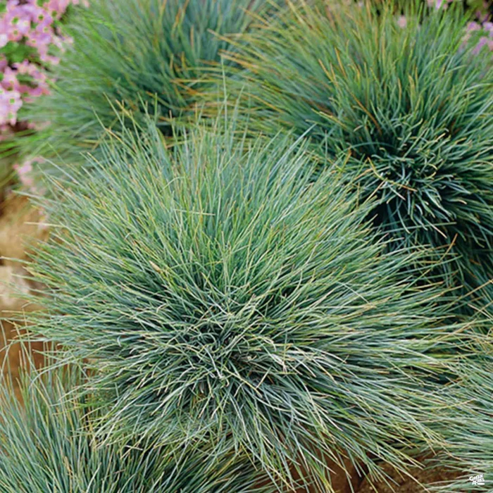 174-fescue-elijah-blue-1.webp Fescue 'Elijah Blue'