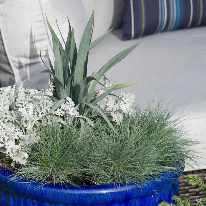 174-fescue-elijah-blue-2.webp Fescue 'Elijah Blue'