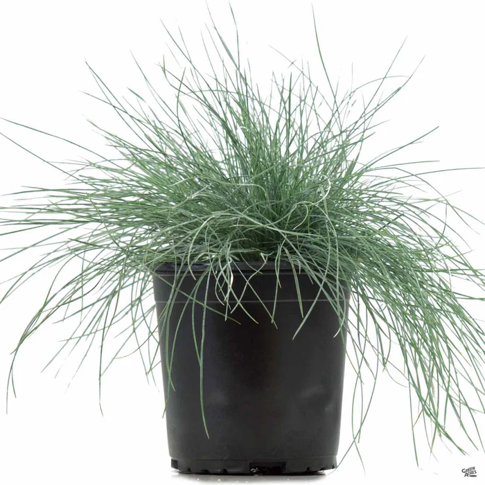 174-fescue-elijah-blue-4.webp Fescue 'Elijah Blue'
