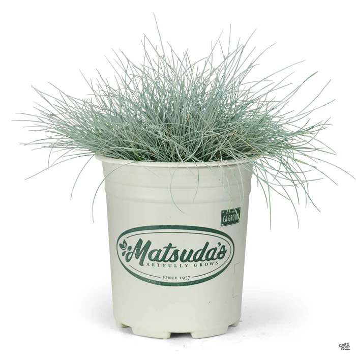174-fescue-elijah-blue-5.webp Fescue 'Elijah Blue'