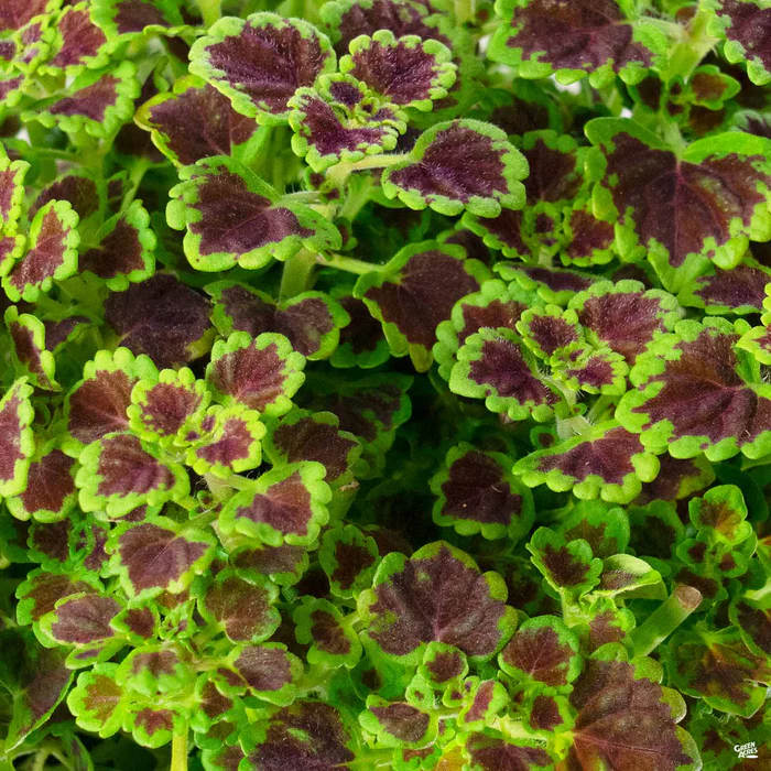 Coleus