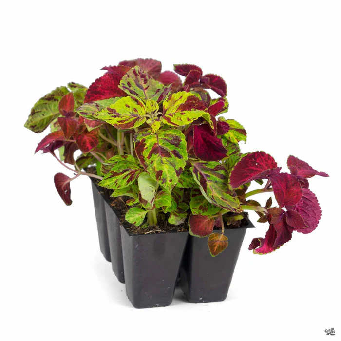 Coleus
