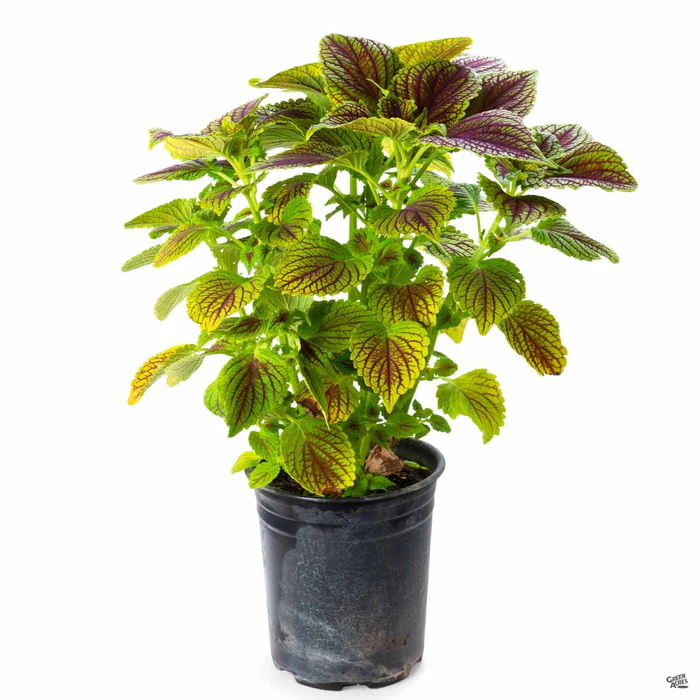 Coleus