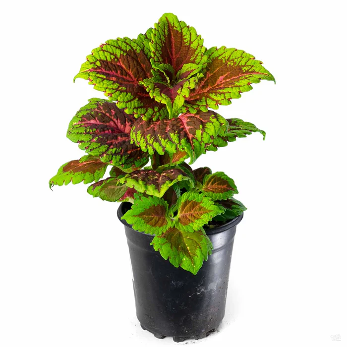 Coleus