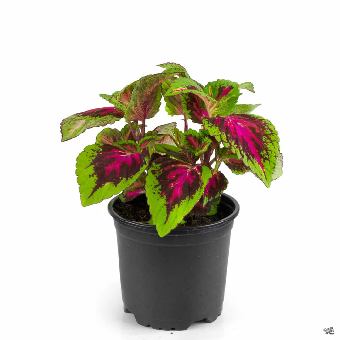 Coleus