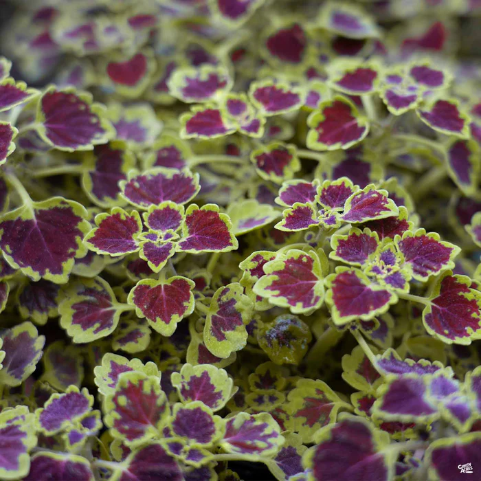 Coleus