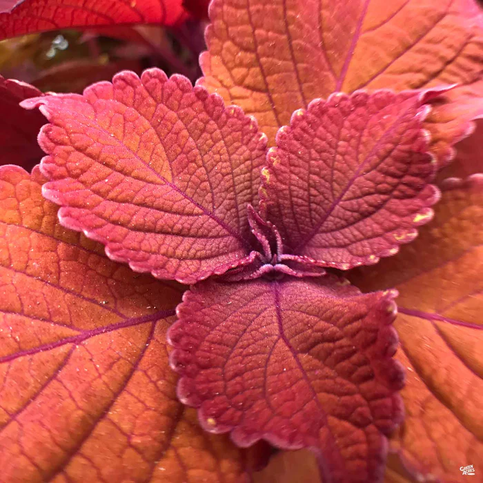 Coleus