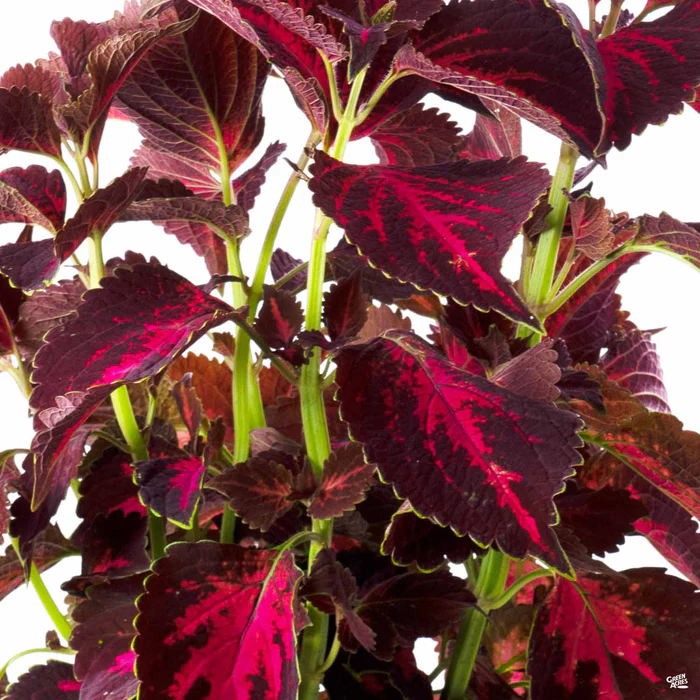 Coleus