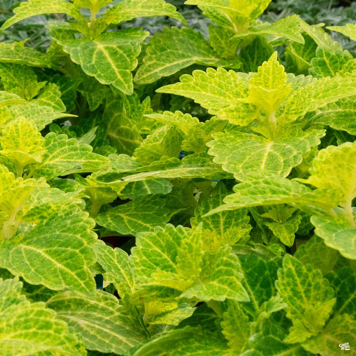 Coleus