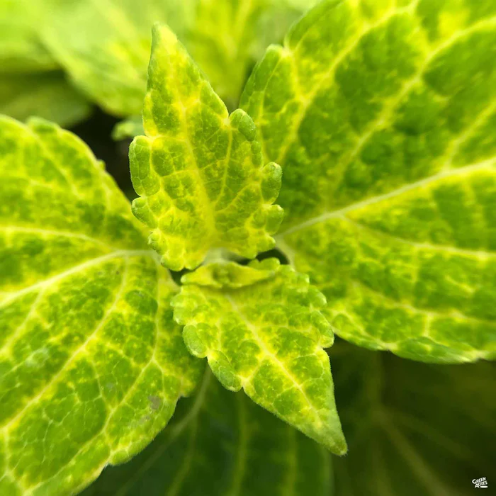 Coleus