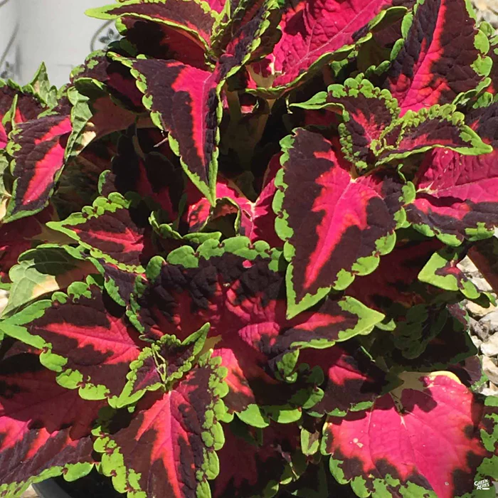 Coleus