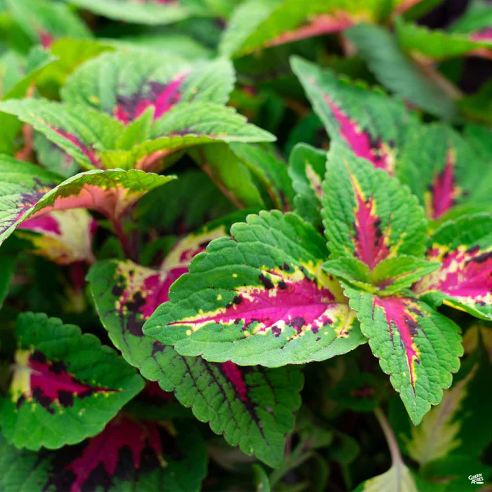Coleus