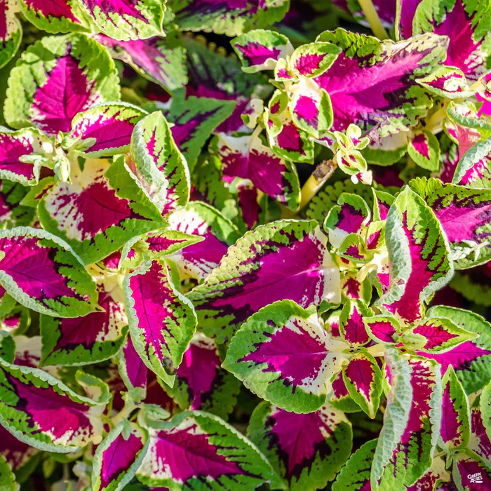 Coleus