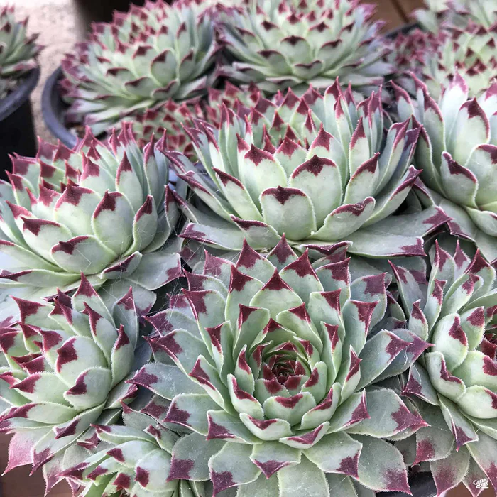 1745-hens-amp-chicks-1.webp Hens & Chicks