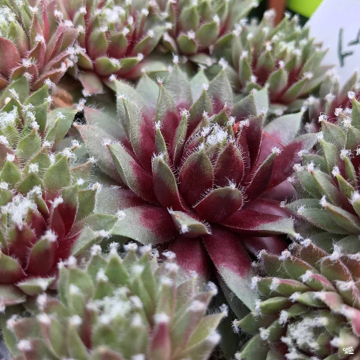 1745-hens-amp-chicks-2.webp Hens & Chicks