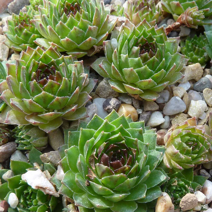 1745-hens-amp-chicks-3.webp Hens & Chicks