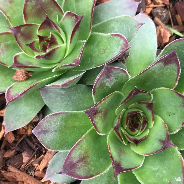 1745-hens-amp-chicks-4.webp Hens & Chicks