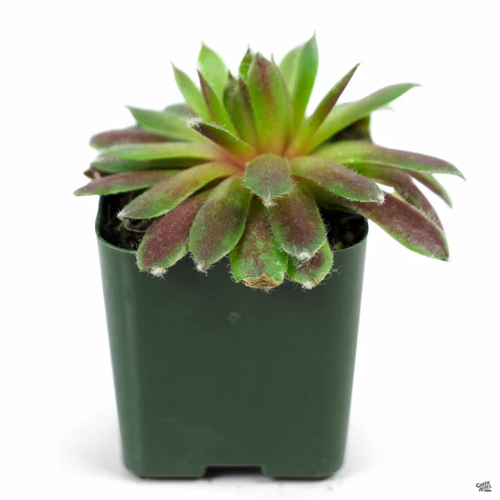 1745-hens-amp-chicks-5.webp Hens & Chicks