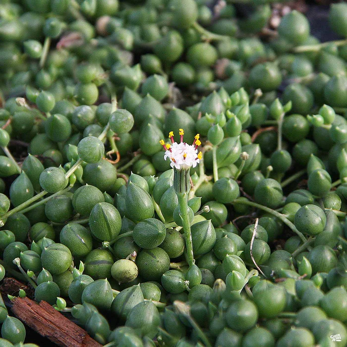 String of Pearls