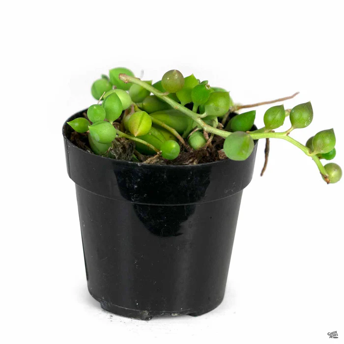 String of Pearls