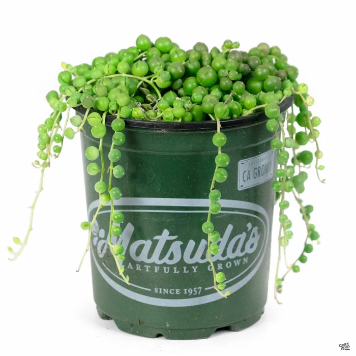 String of Pearls
