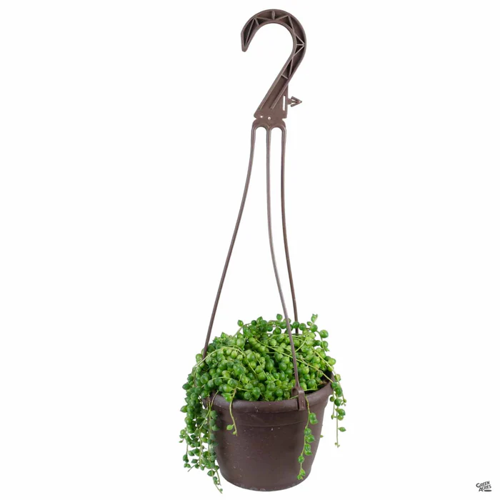 String of Pearls