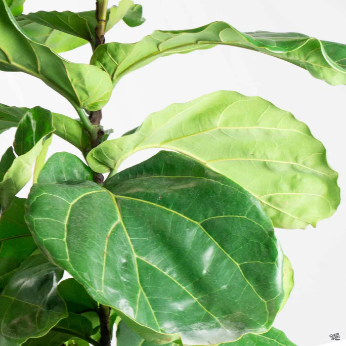 175-fiddle-leaf-fig-column-1.webp Fiddle Leaf Fig Column