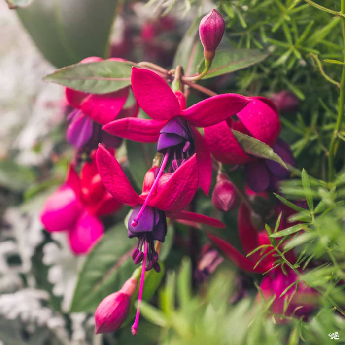 Fuchsia