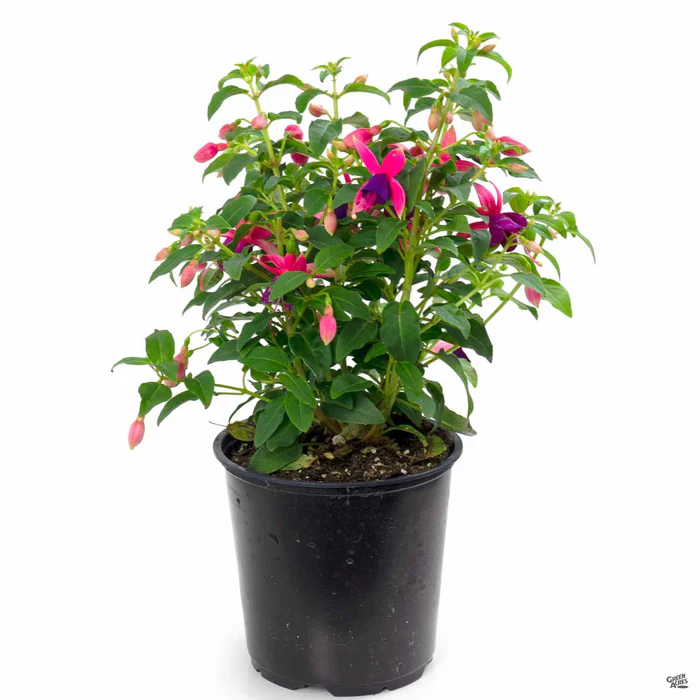 Fuchsia