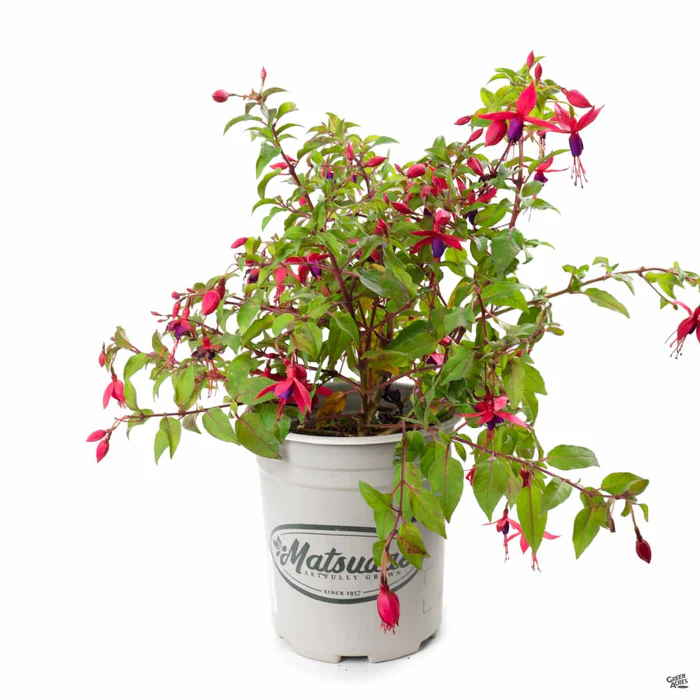 Fuchsia