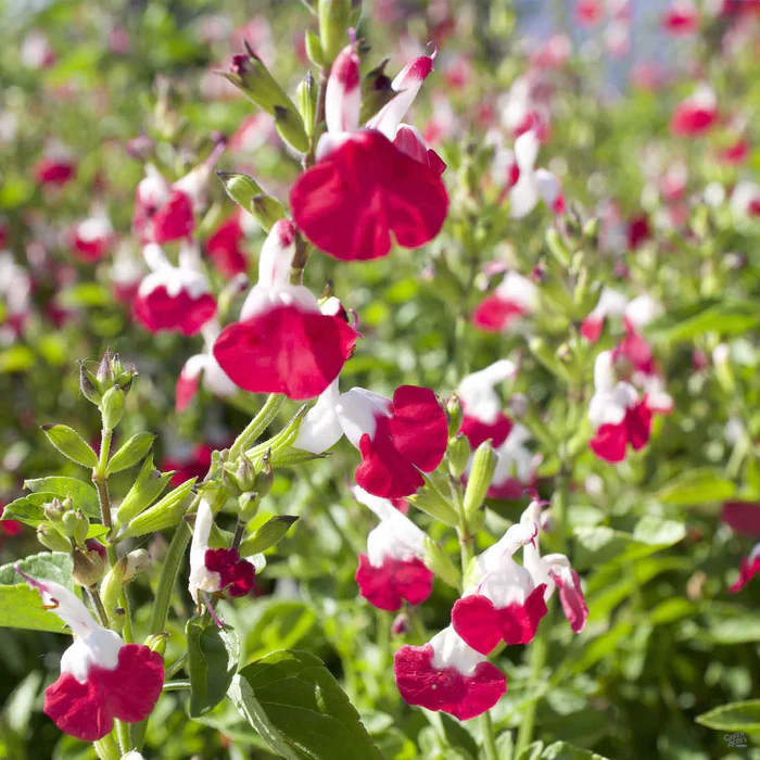Sage 'Hot Lips'