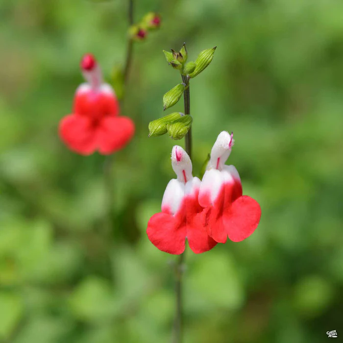 Sage 'Hot Lips'