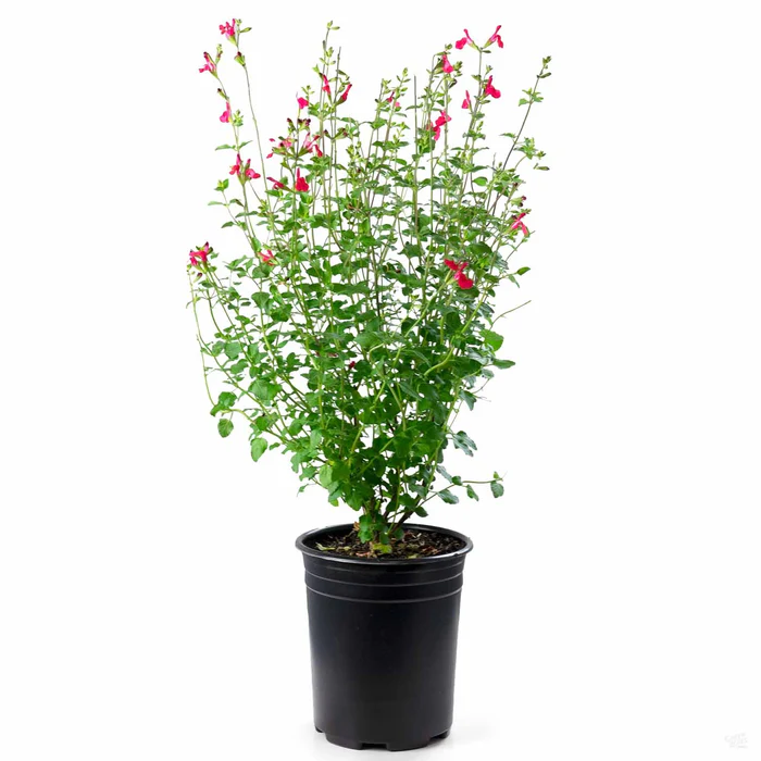 Sage 'Hot Lips'
