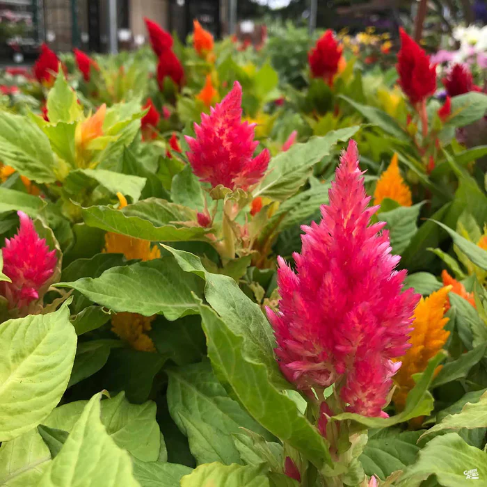 Celosia