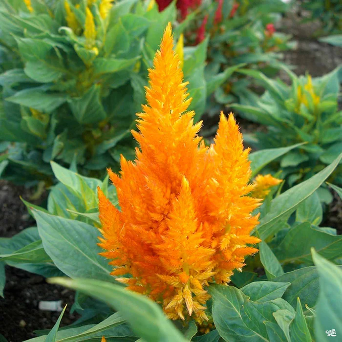 Celosia