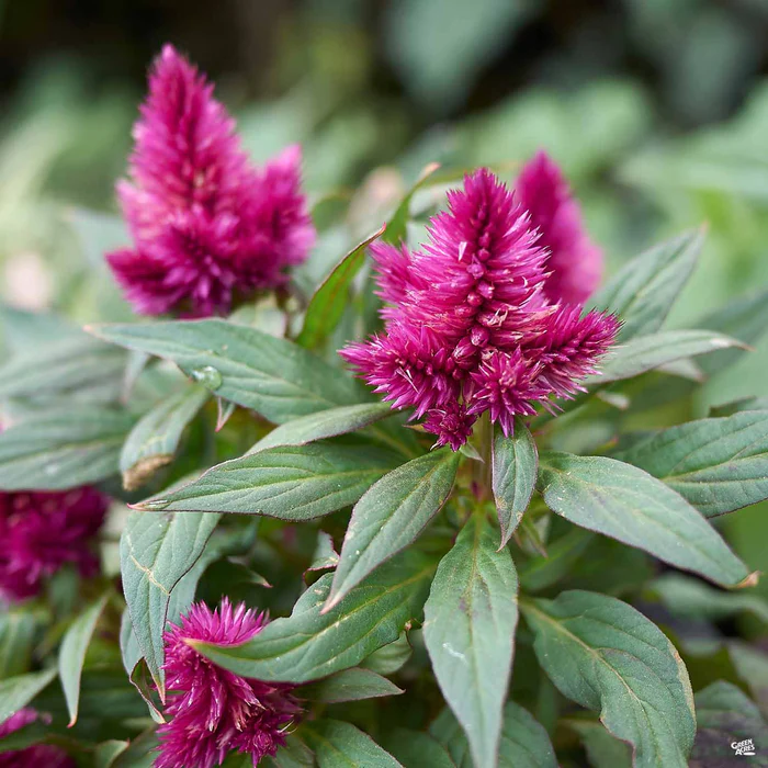 Celosia