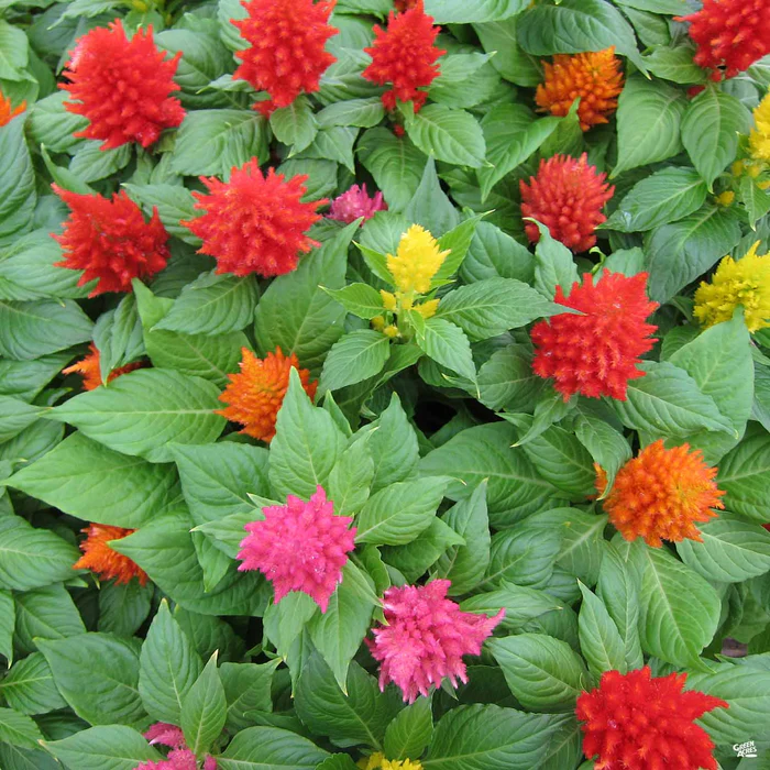 Celosia