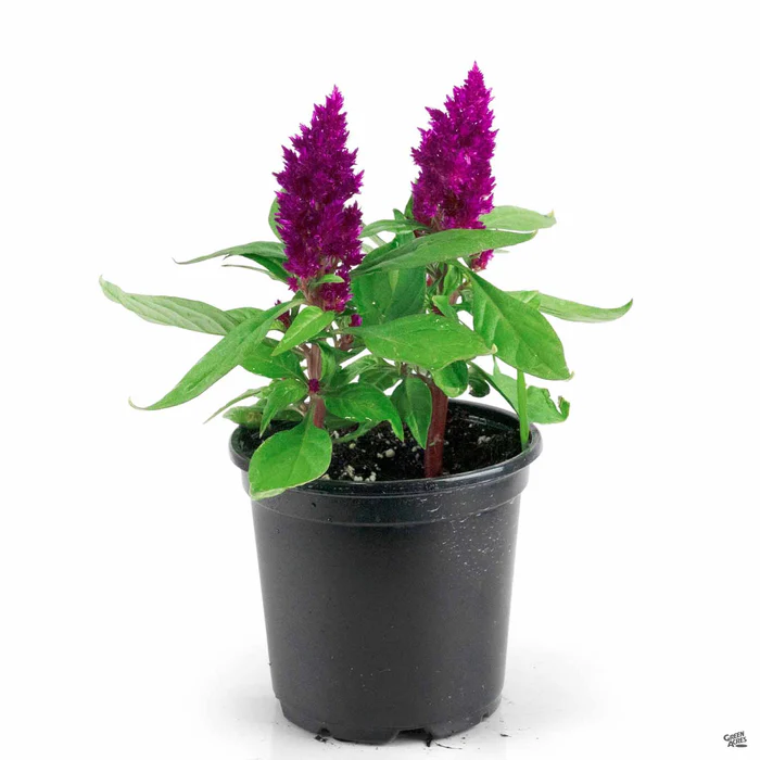 Celosia