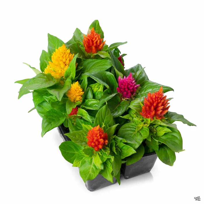Celosia