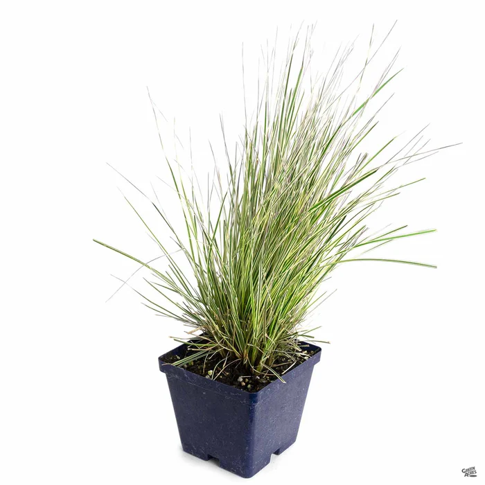Northern Lights Tufted Hair Grass