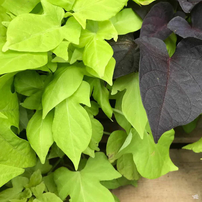 Sweet Potato Vine