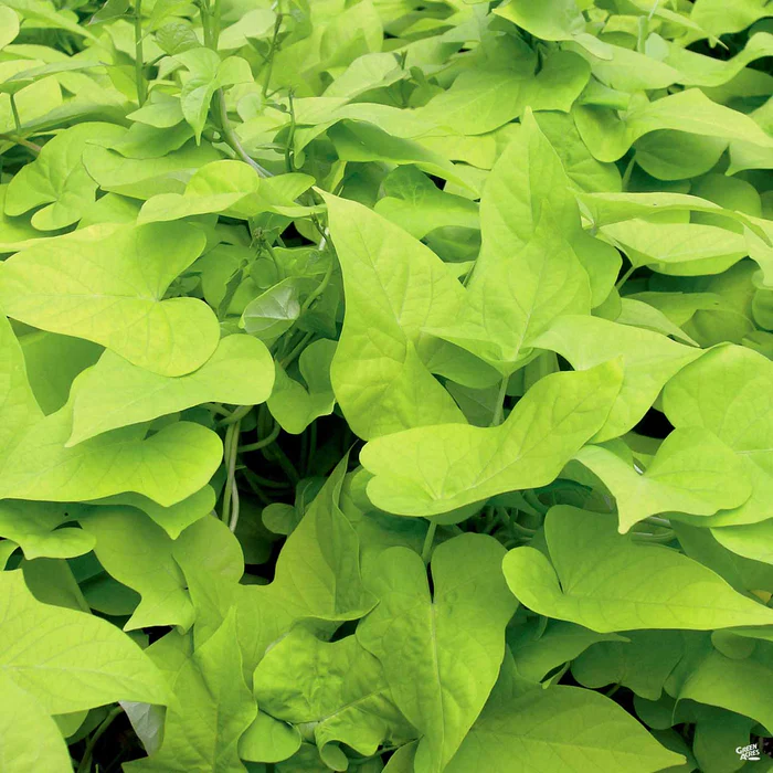 1766-sweet-potato-vine-2.webp Sweet Potato Vine
