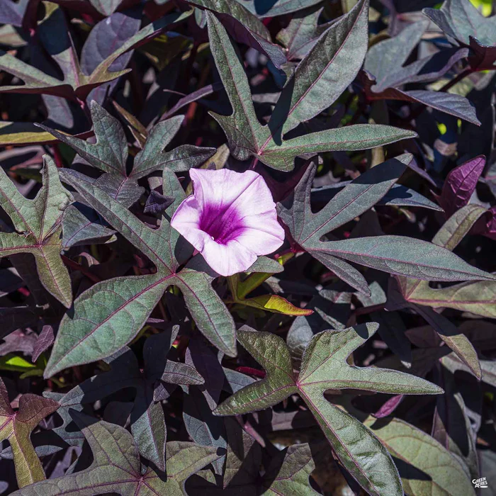 1766-sweet-potato-vine-3.webp Sweet Potato Vine
