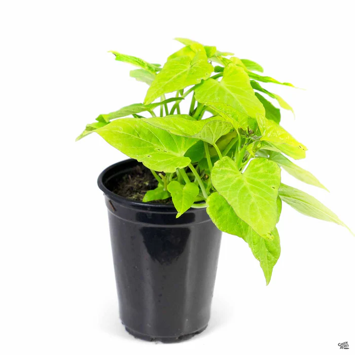 1766-sweet-potato-vine-4.webp Sweet Potato Vine