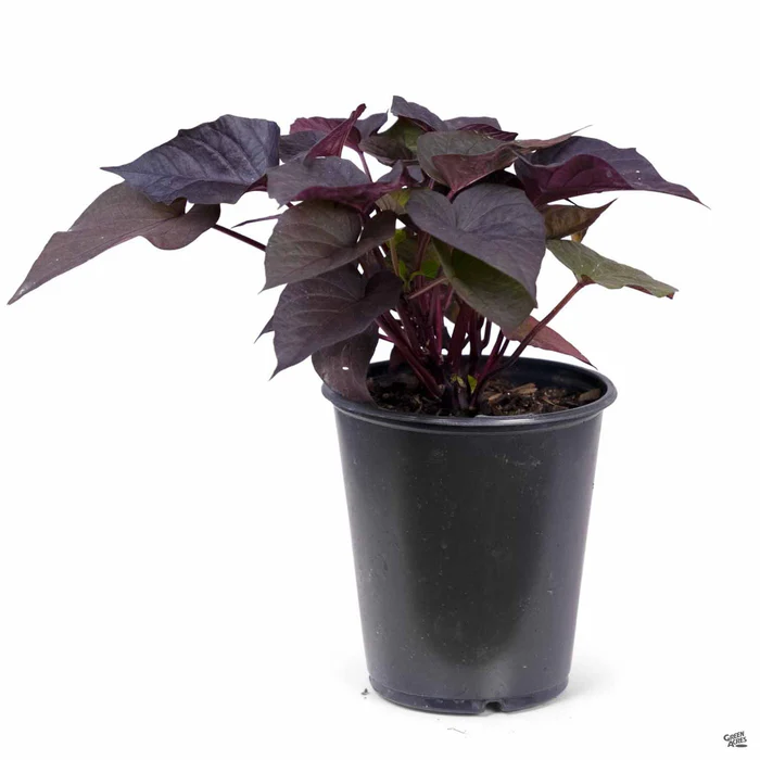 1766-sweet-potato-vine-5.webp Sweet Potato Vine